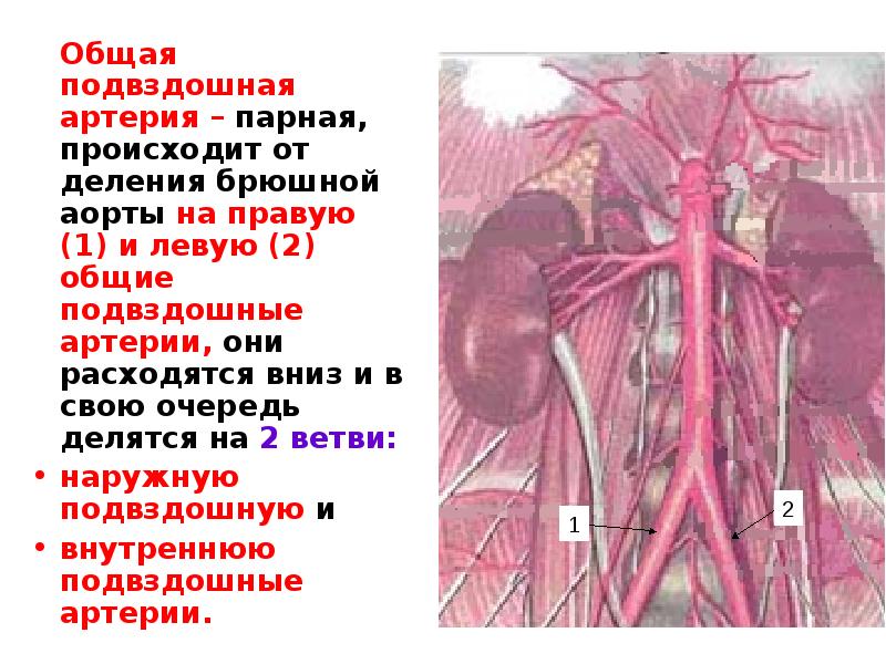 Правая подвздошная артерия. Брюшная аорта и подвздошные артерии. Подвздошные артерии медунивер. Внутренняя подвздошная артерия анатомия. Подвздошная артерия кровоснабжает.