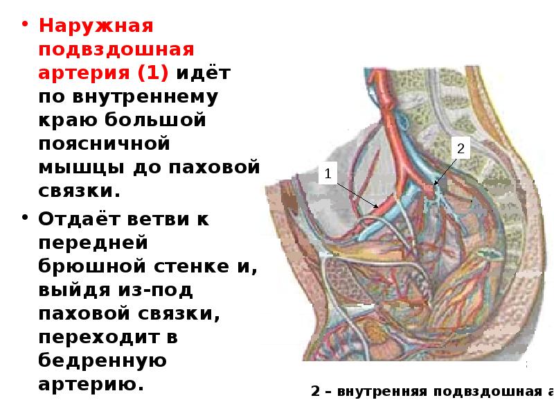 Подвздошная артерия