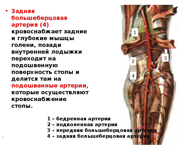 Заднюю группу мышц бедра кросвоснабжают артерии