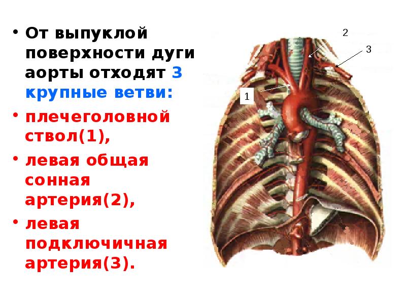 Левая дуга аорты у человека