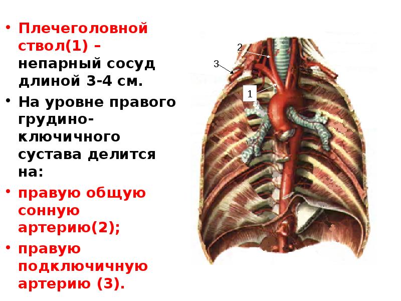 Схема кровообращение в грудной полости