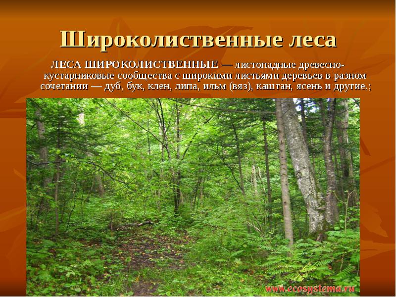 Широколиственные леса
ЛЕСА ШИРОКОЛИСТВЕННЫЕ — листопадные древесно-кустарниковые сообщества с широкими листьями Широколиственные леса
ЛЕСА ШИРОКОЛИСТВЕННЫЕ — листопадные древесно-кустарниковые сообщества с широкими листьями