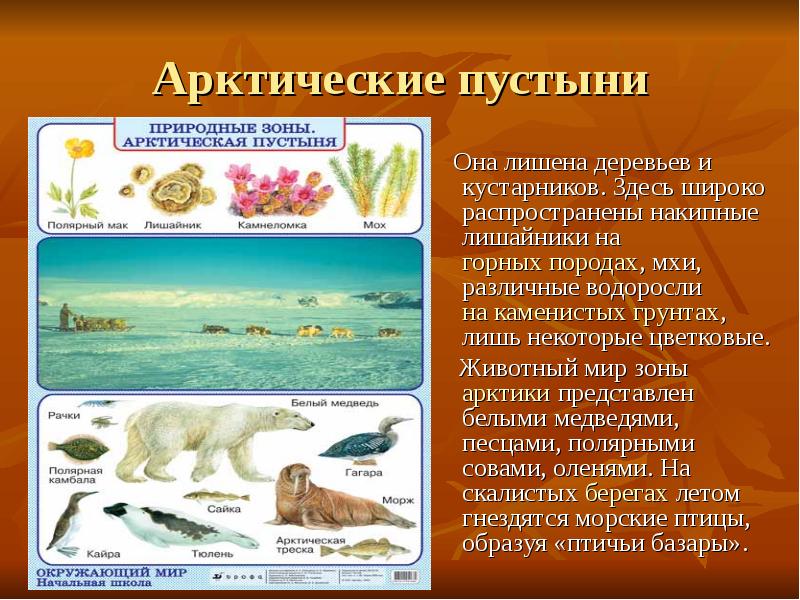 Арктические пустыни
Она лишена деревьев и кустарников. Здесь широко Арктические пустыни
Она лишена деревьев и кустарников. Здесь широко