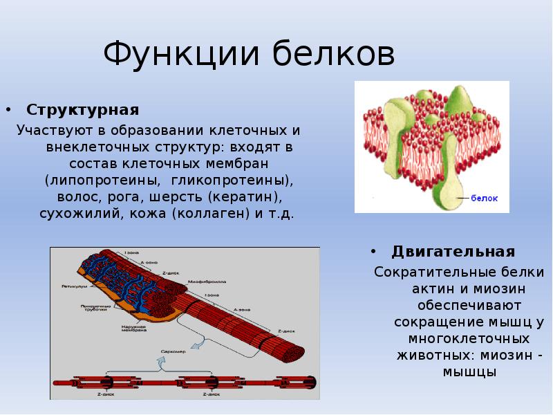 Биологическая функция белков презентация