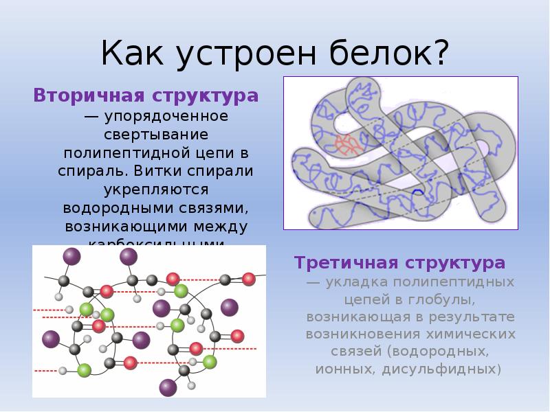 Молекулярный состав белка. Структура полипептидной цепи. Вторичная структура белков. Вторичная структура белка связи. Полипептидное строение белков.