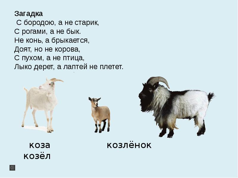 Загадка бородой трясет лыко дерет а лаптей. Загадка про козла. Загадка про козленка. Козёл загадка. Загадка про быка.