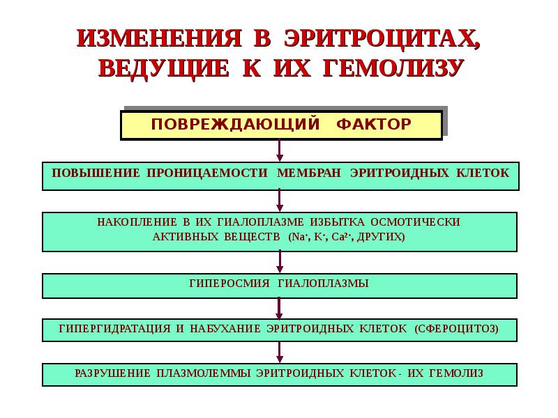 Патофизиология системы крови презентация