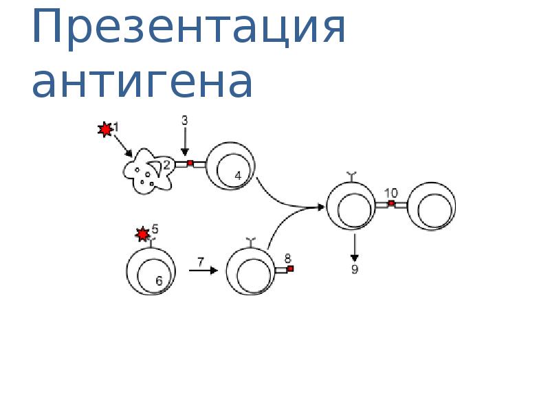 Презентация антигенов это