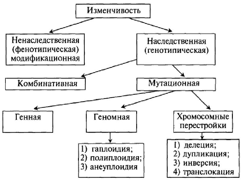 Основные формы изменчивости составьте схему