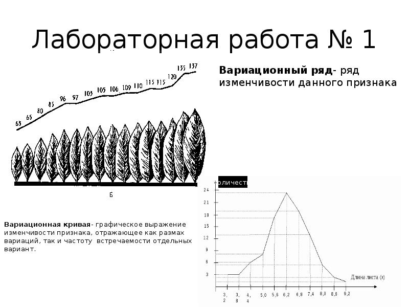 Вариационную кривую изменчивости