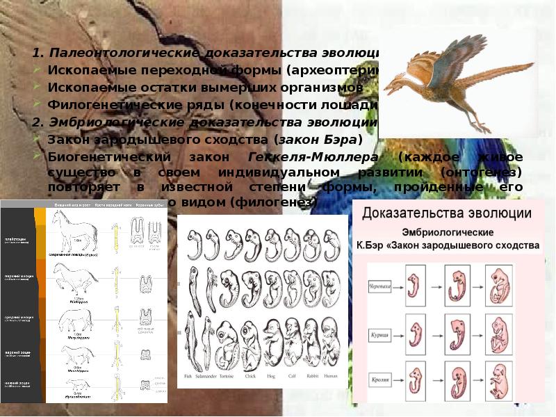 Палеонтологические доказательства эволюции. Палеонтологические доказательства эволюции Археоптерикс. Ископаемые остатки доказательства эволюции. Ископаемые останки как доказательство эволюции это. Палеонтологические примеры эволюции.