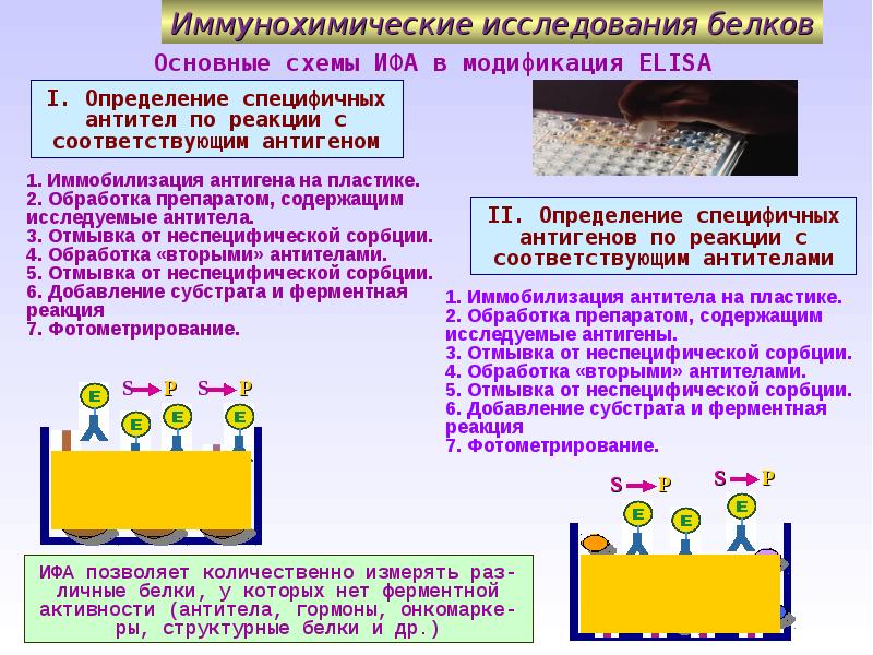 Исследования белков. Иммунохимический анализ белков. Иммунохимическое исследование белков крови. Мультиплексный ИФА. Иммунохимический анализ белков крови и мочи.