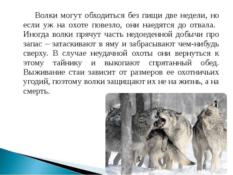 Волк 4 класса сочинение. Доклад про волка. Сочинение про волка. Волк презентация 2 класс. Интересные истории про Волков.