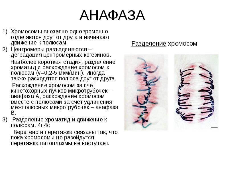 В какую фазу митоза хромосомы. Анафаза фаза расхождения хромосом. Анафаза хромосомы. Отставание хромосом в анафазе. Расхождение хромосом в анафазе.