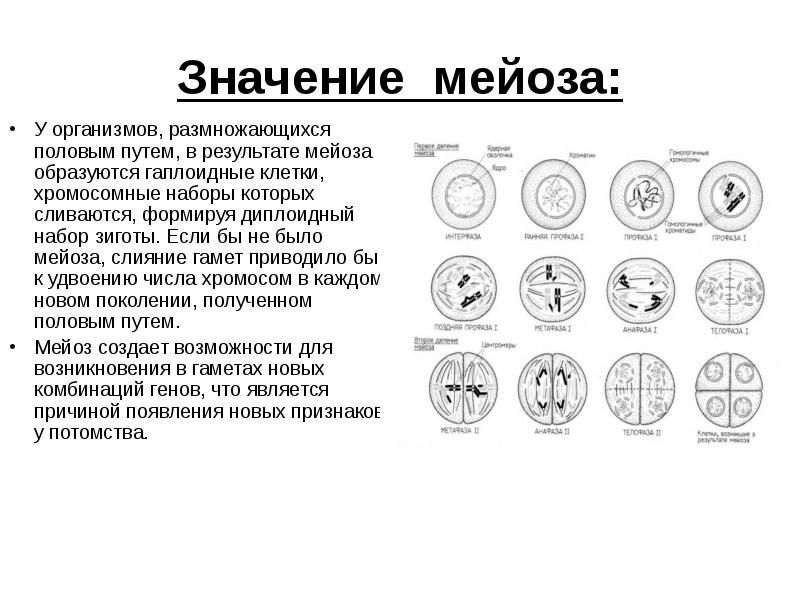 Схема мейоза егэ