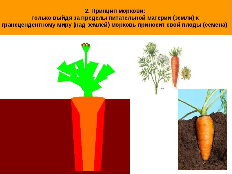 Участки морковка