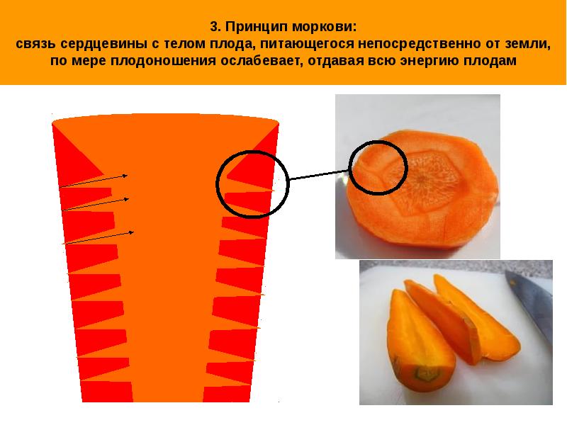 Разрез моркови рисунок 2 класс