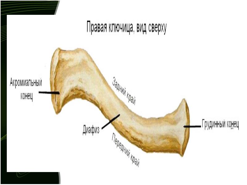 Презентация на тему перелом ключицы