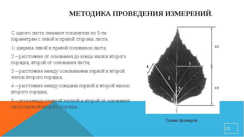 Где длина листа. Асимметрия листьев березы повислой. Флуктуирующая асимметрия листа березы. Методики определения площади листьев. Измерение асимметрии листьев.