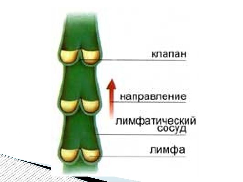 Лимфатический сосуд рисунок