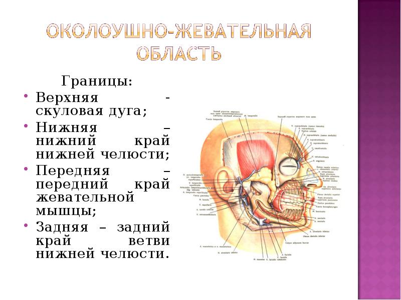 Топографическая анатомия головы презентация