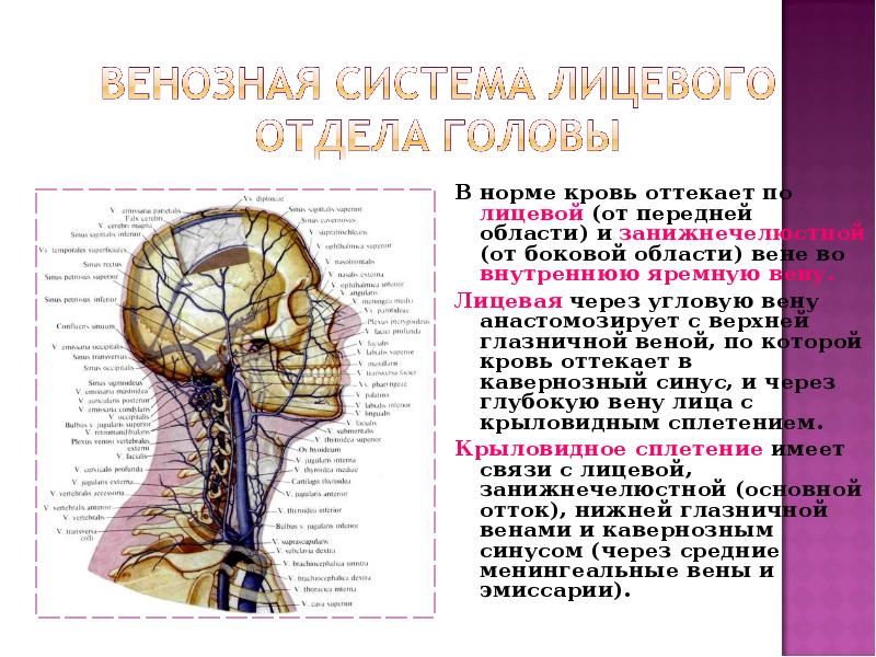 Топографическая анатомия головы. Области лицевого отдела головы. Границы лицевого отдела головы. Передняя область лицевого отдела. Лицевая Вена топография.