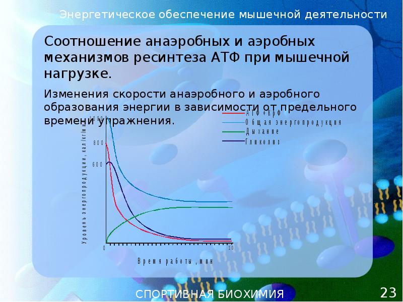 Энергетическое обеспечение мышечной деятельности. Механизмы энергообеспечения мышечной деятельности. Анаэробный механизм энергообеспечения мышечной деятельности. Аэробные и анаэробные механизмы обеспечения мышечной деятельности. Процессы согласования активности мышц