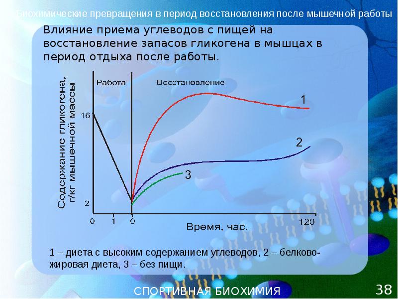 Скорость восстановления. Периоды восстановления после мышечной работы. Скорость восстановления гликогена в мышцах. Сроки восстановления мышц. Этапы восстановления мышц после тренировки.