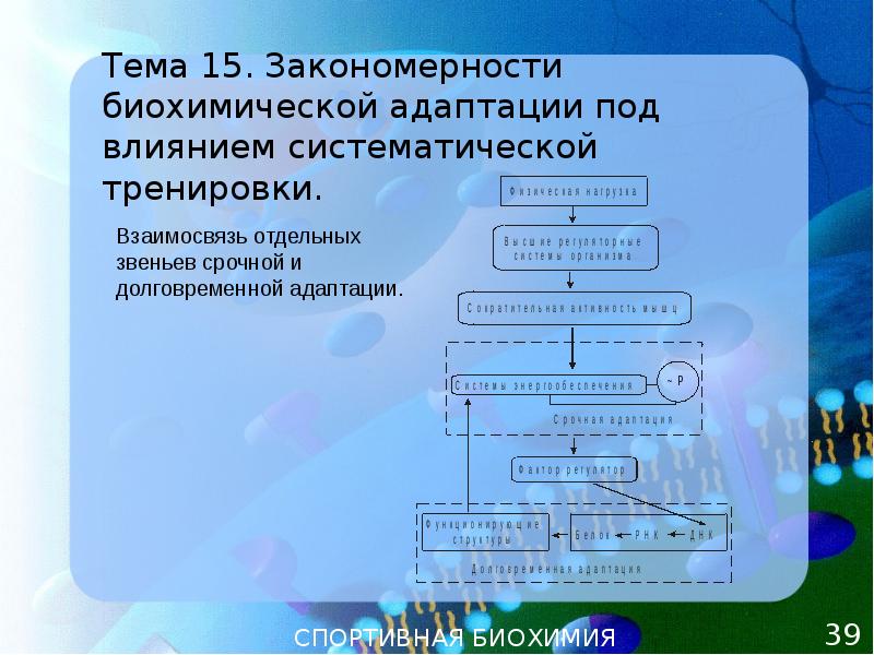 Закономерности биохимической адаптации в процессе спортивной тренировки презентация