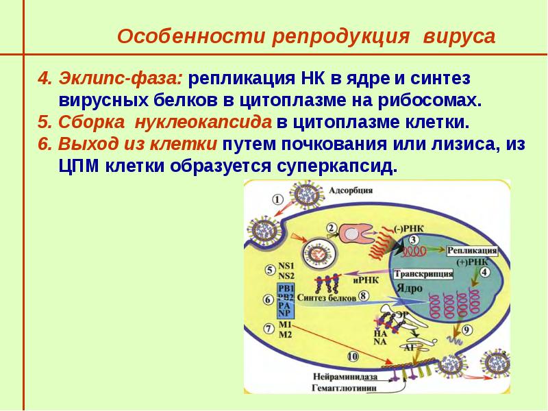 Репродукция вирусов. Репродукция вируса гриппа. Репродукция ОРВИ. Репродукция вируса парагриппа. Особенности репродукции вирусов.