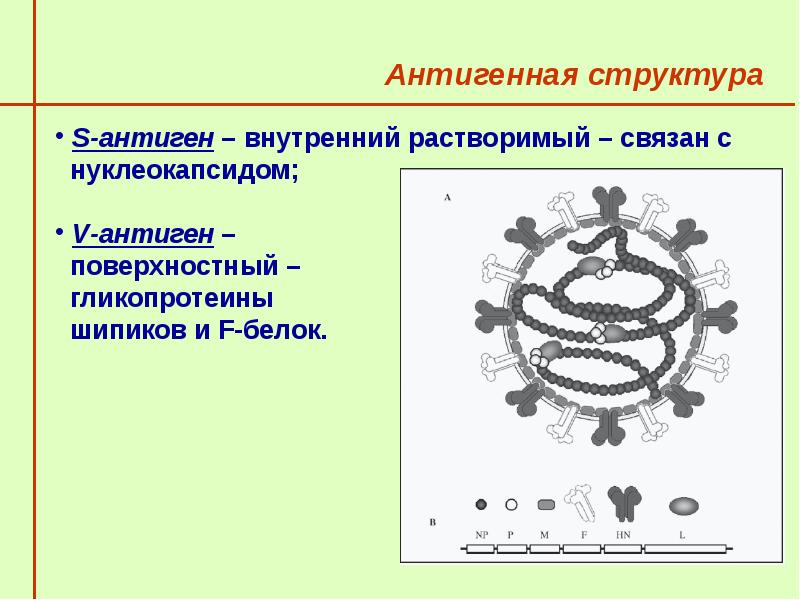 Парагрипп патогенез схема