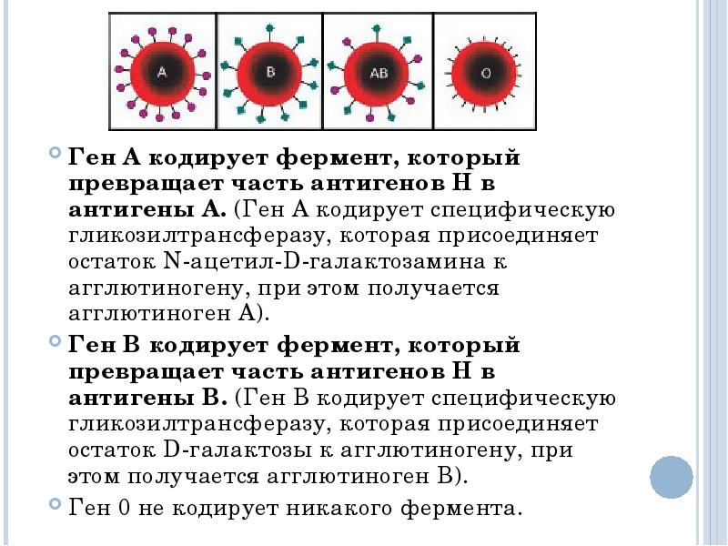 Что кодирует ген. Что кодирует геном. Кодирующий ген. Каждый ген обычно кодирует. Кодирует ферменты.