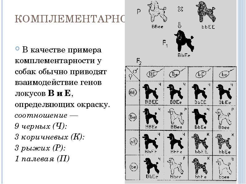 Реферат: Взаимодействие генов