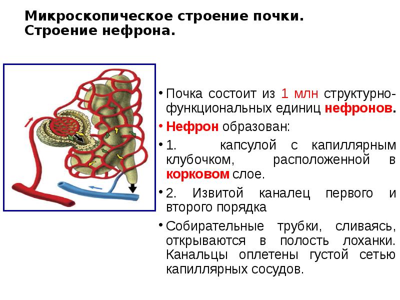 Микроскопическое строение