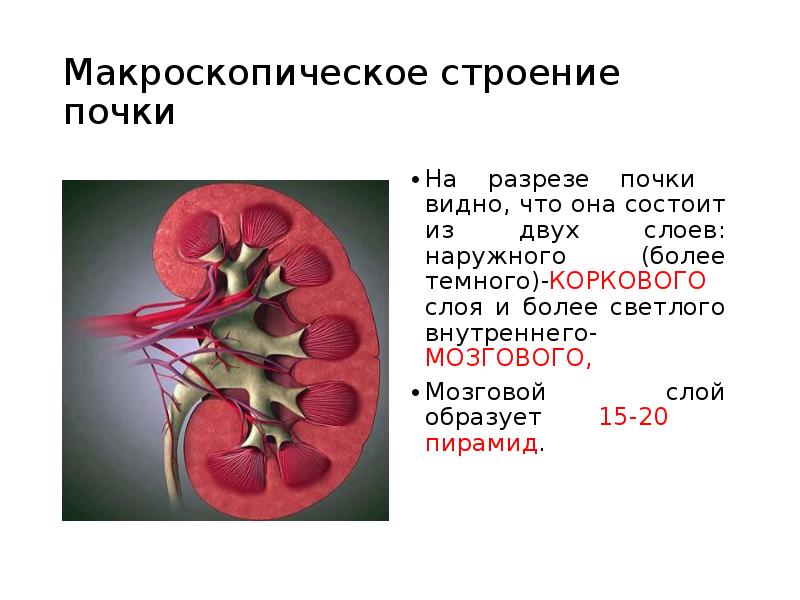 Что такое почка в биологии. Макроскопическое строение почки. Схема «макроскопическое строение почки. Макроскопическое строение почки человека. Корковый слой почки строение.