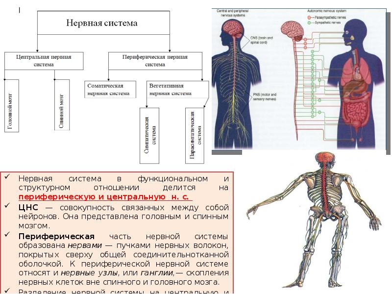 Нарисуйте схему подразделения нервной системы и центральную и периферическую