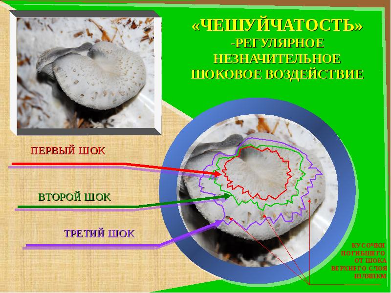 Грибы и их влияние на организм человека проект