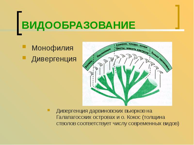 На рисунке представлена схема видообразования по ч дарвину какой эволюционный процесс