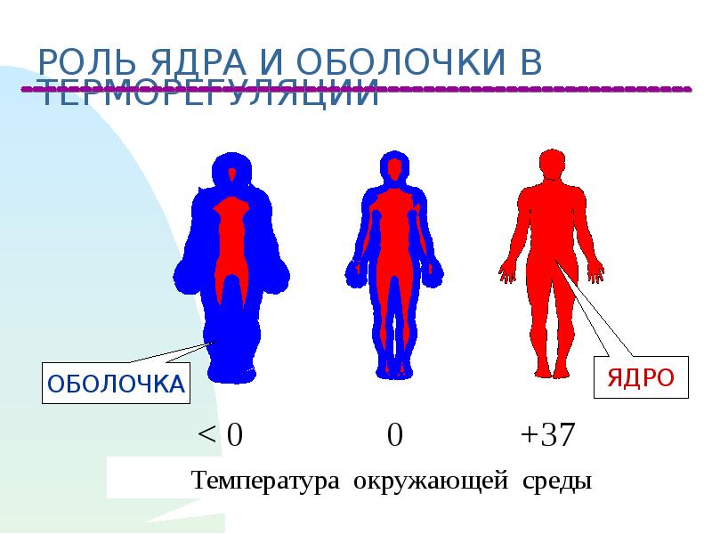 Температурный анализатор физиология презентация