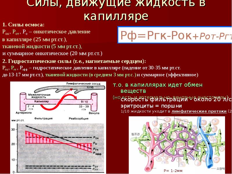 Путь прохождения эритроцитов через стенки капилляров и венул