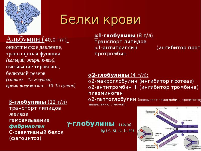 Что значит повышенный белок. Белок в крови. Белок в плазме крови повышен. Основные белки крови. Название белков в крови.