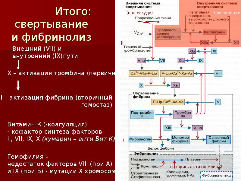 Схема коагуляционного гемостаза