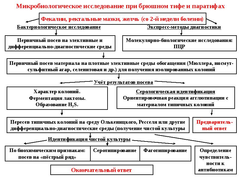 Диагностика брюшного. Исследование крови на Тифы и паратифы. Схема бактериологического исследования брюшного тифа. Схема микробиологического исследования сальмонелл.