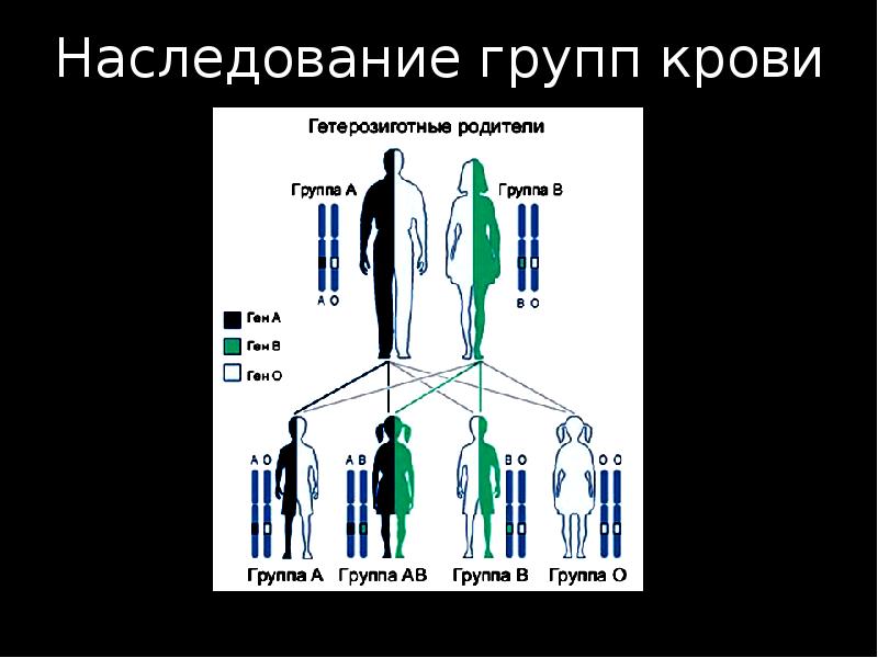 Группа гена