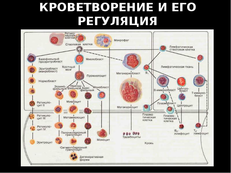 Схема кроветворения гематология человека