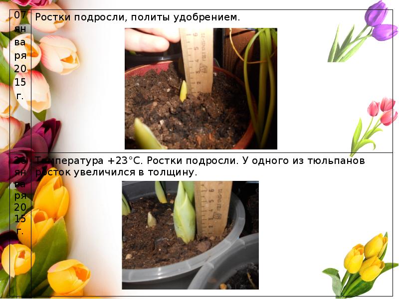 Сколько можно вырастить тюльпанов на 1 м2