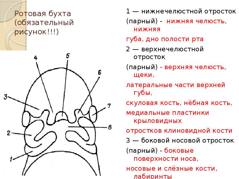 Эмбриогенез ротовой полости презентация