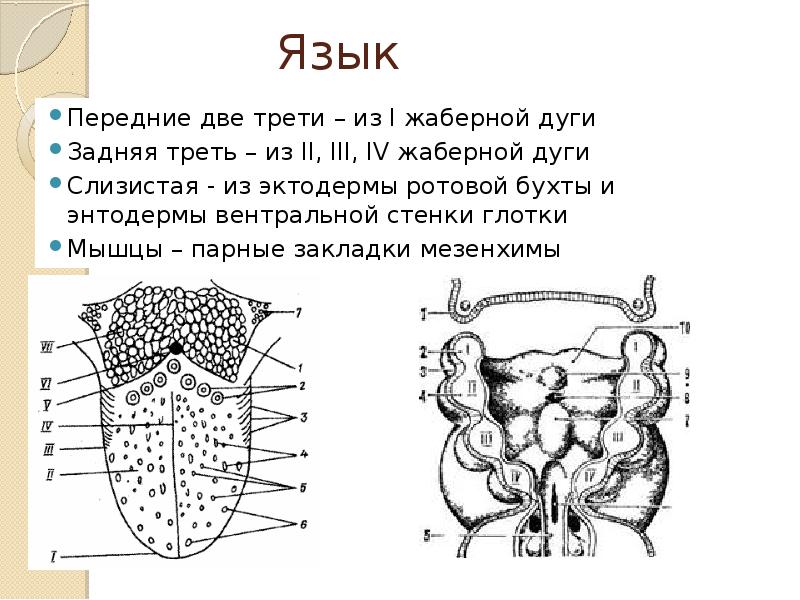 Thyroglossus латынь