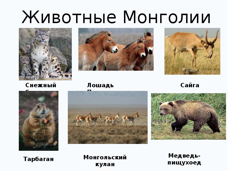 Презентация про монголию