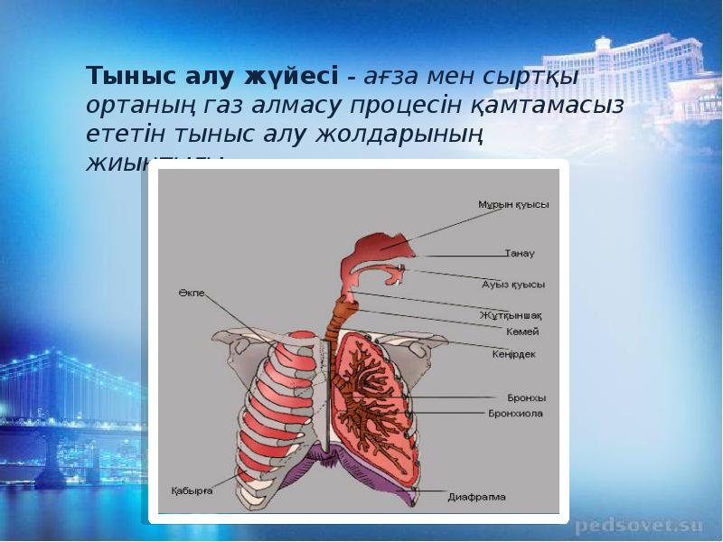 Тыныс алу түрлері презентация